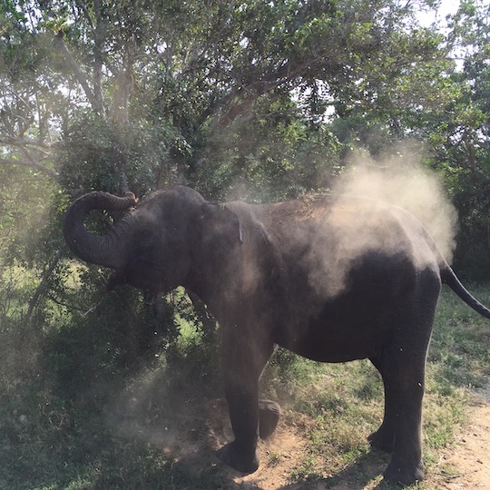 Yala National Park