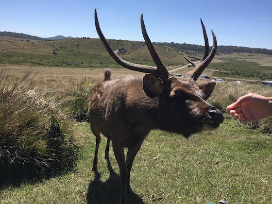Trips to Horton Plaice - National Park Horton Plains