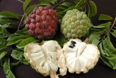 Anona fruit Sri Lanka