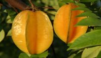 Carambola in Sri Lanka Carambola fruit Sri Lanka