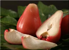 Wax jambu fruit Sri Lanka